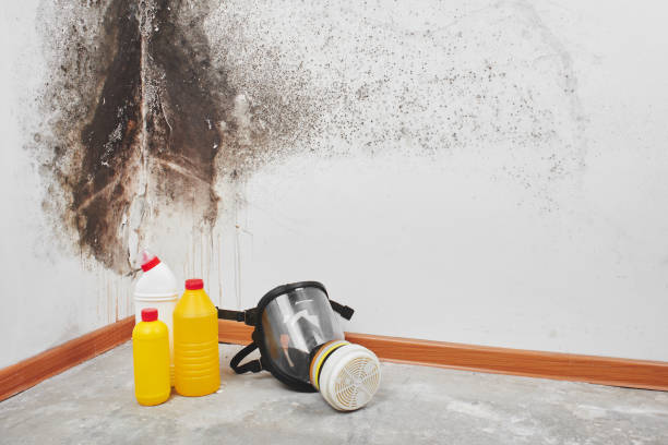 Best Affordable Mold Removal  in White Cloud, MI