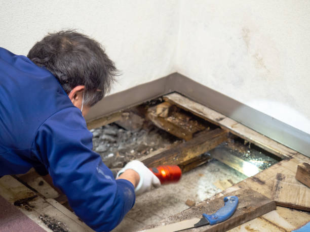 Best Fast Mold Removal  in White Cloud, MI