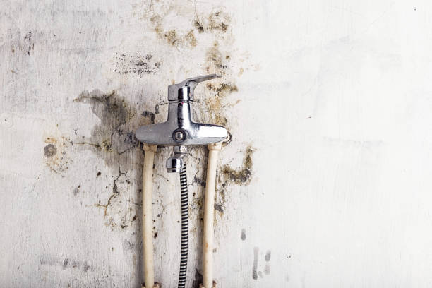 Best Mold Removal Near Me  in White Cloud, MI