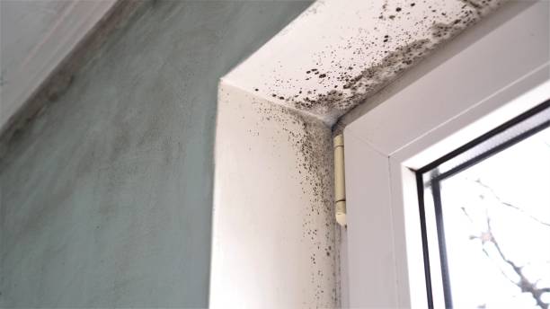 Best Local Mold Removal Service  in White Cloud, MI