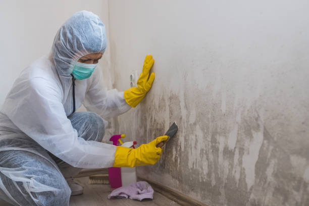 Best Mold Removal Company Near Me  in White Cloud, MI