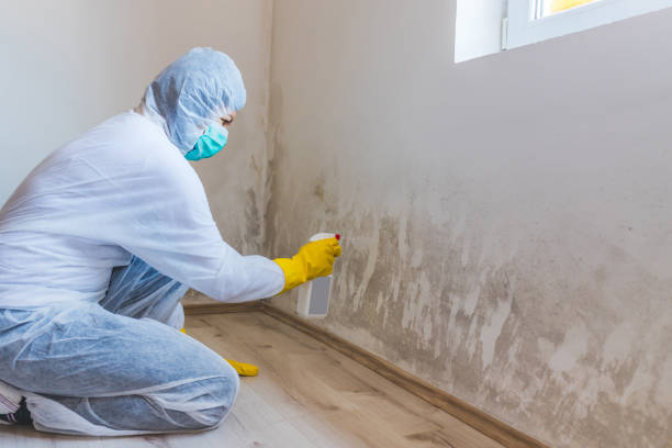 Best Attic Mold Removal  in White Cloud, MI