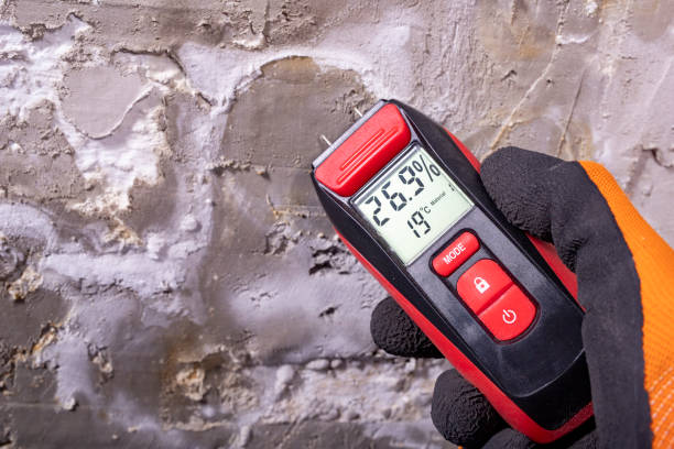 Best Local Mold Removal Service  in White Cloud, MI