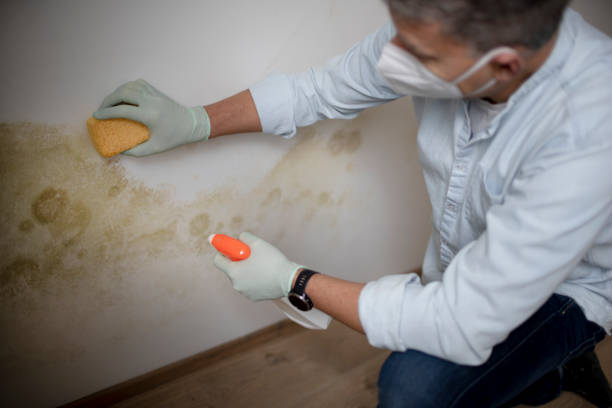 Best Affordable Mold Removal  in White Cloud, MI