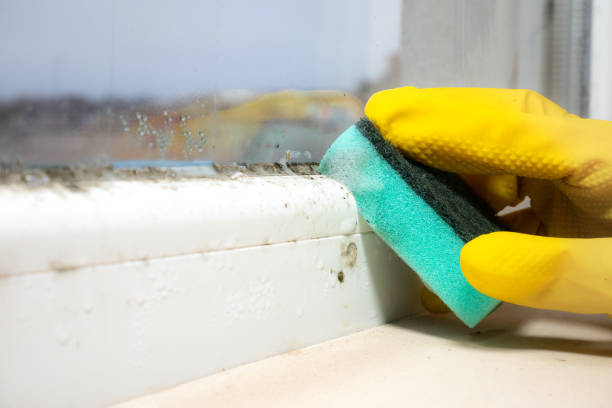 Best Crawl Space Mold Removal  in White Cloud, MI