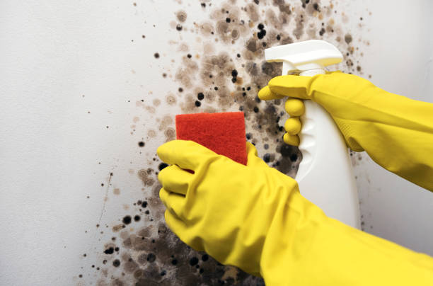 Best Residential Mold Removal  in White Cloud, MI