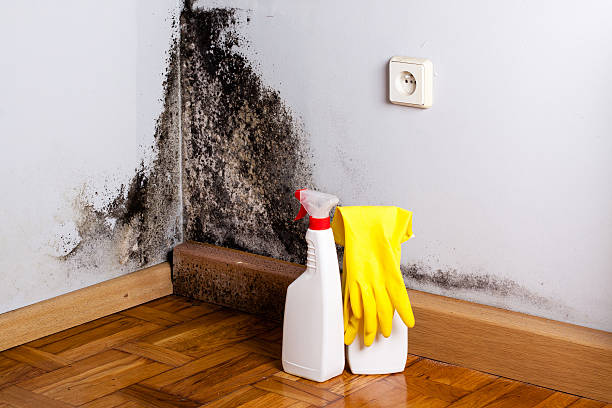 Best Mold Testing  in White Cloud, MI