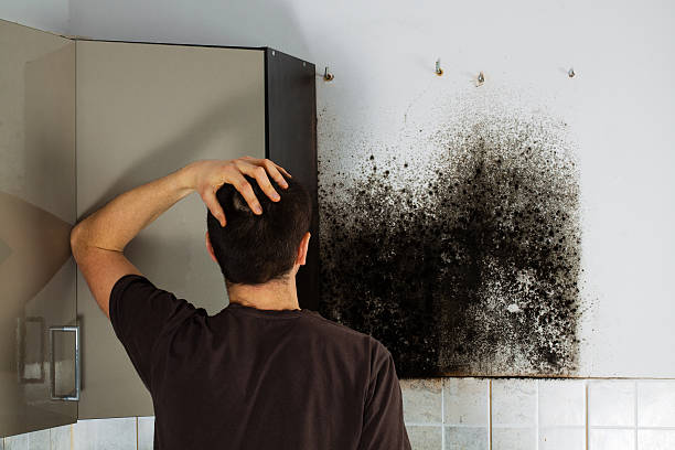 Professional Mold Removal in White Cloud, MI