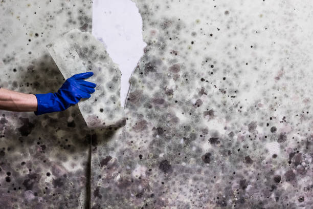 Best Mold Testing  in White Cloud, MI