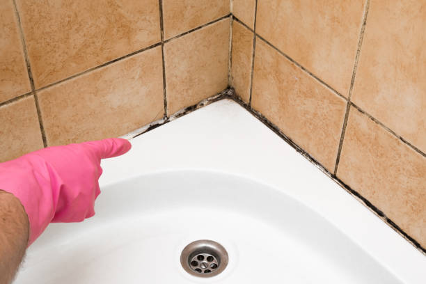  White Cloud, MI Mold Removal Pros